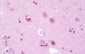 KDELR2 Antibody (aa81-130)